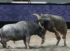 乐鱼体育登录-甘冈再战邦兹，双方拼尽全力！